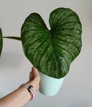 Philodendron Mamei