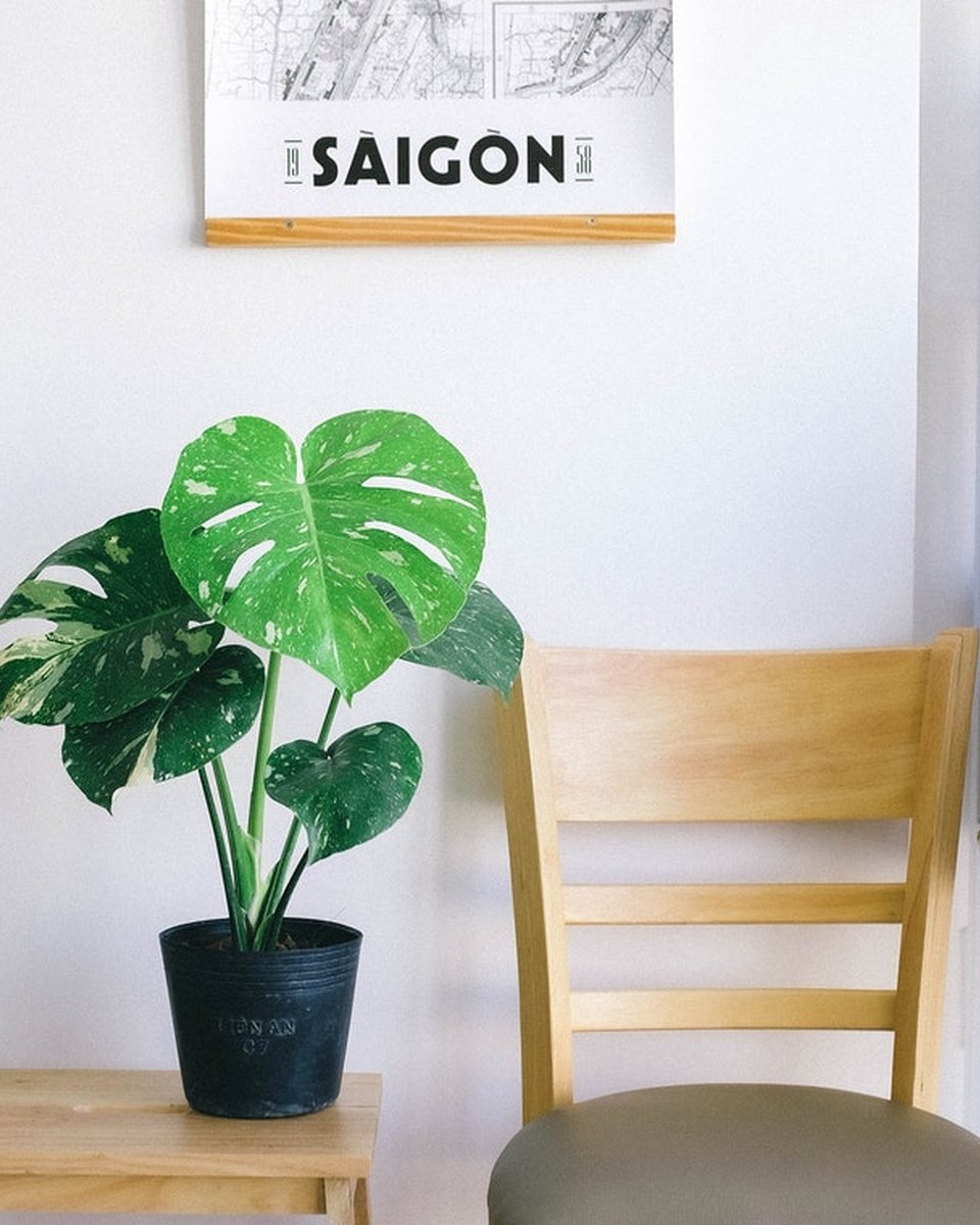 Monstera Thai Constellation