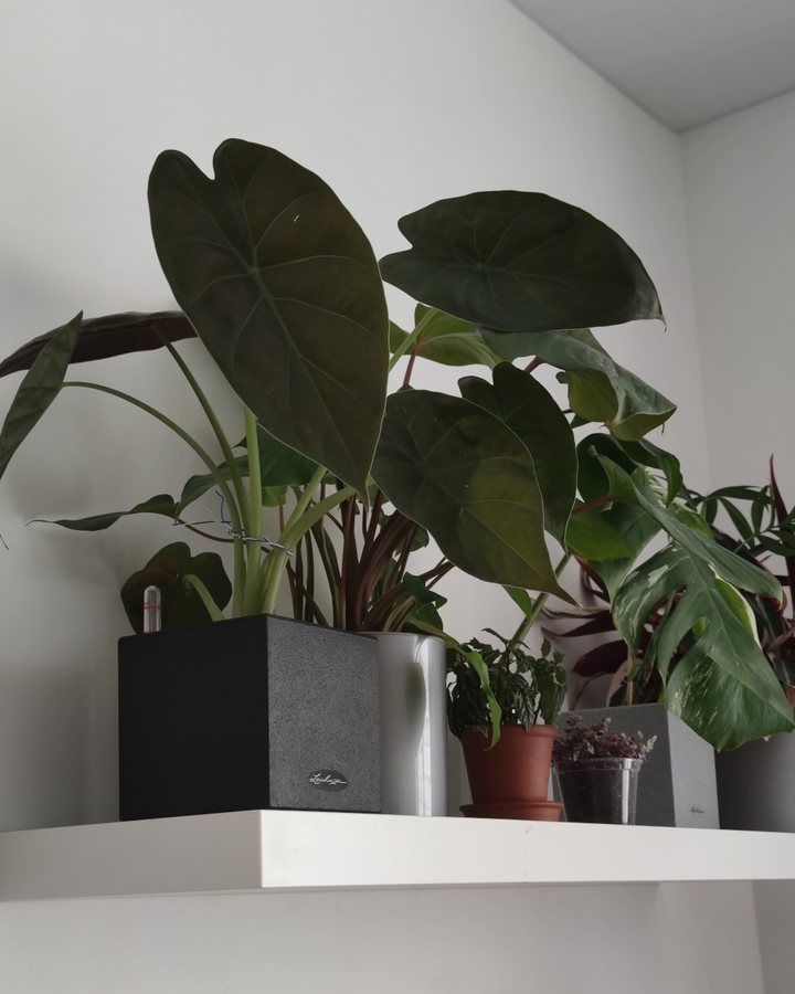 Alocasia Wentii