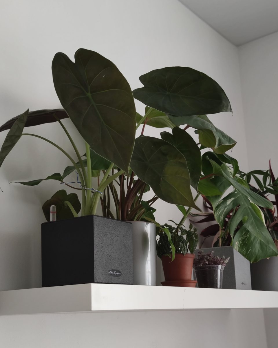 Alocasia Wentii