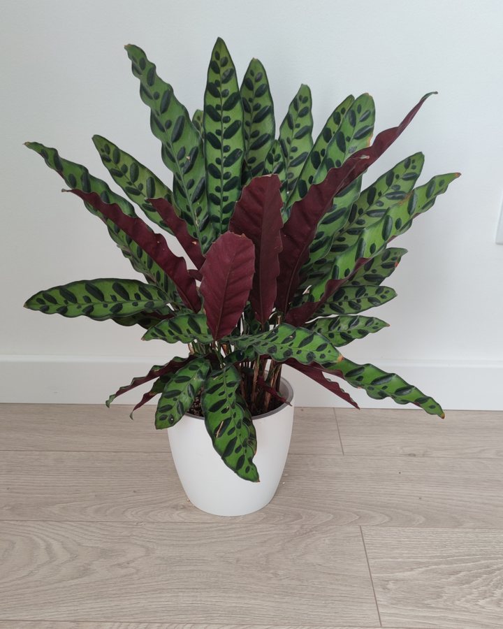 Calathea Lancifolia (Rattlesnake)