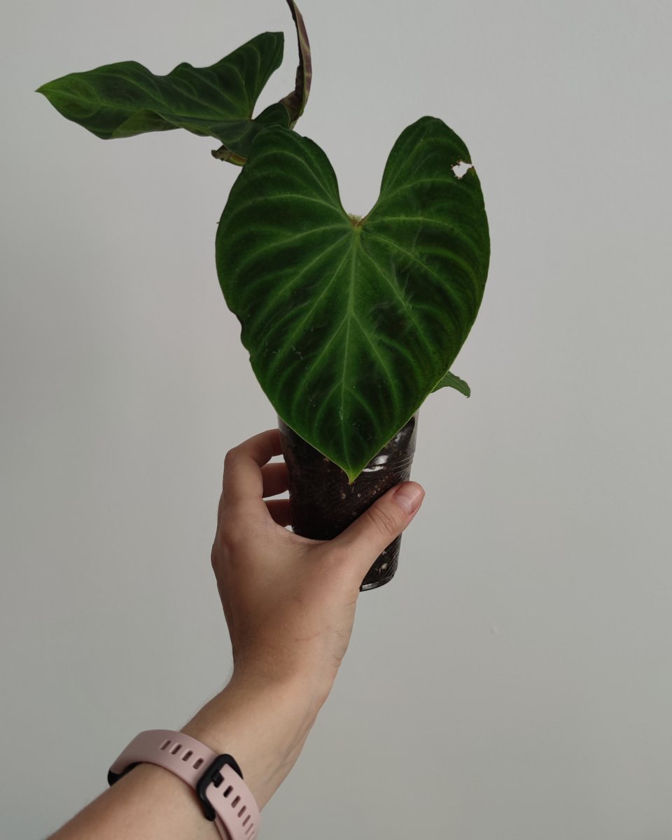 Philodendron Verrucosum