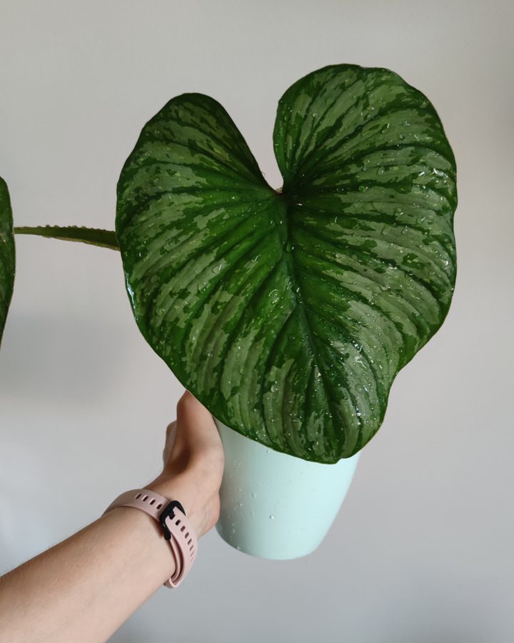 Philodendron Mamei