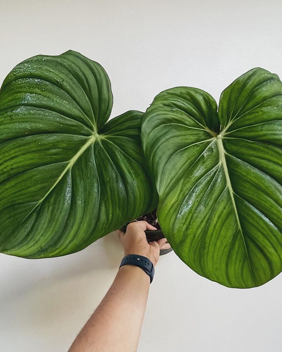 Philodendron McDowell