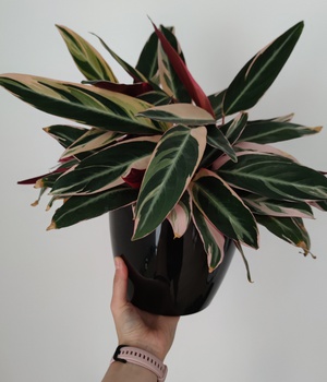 Stromanthe Triostar (Sanguinea Tricolor)