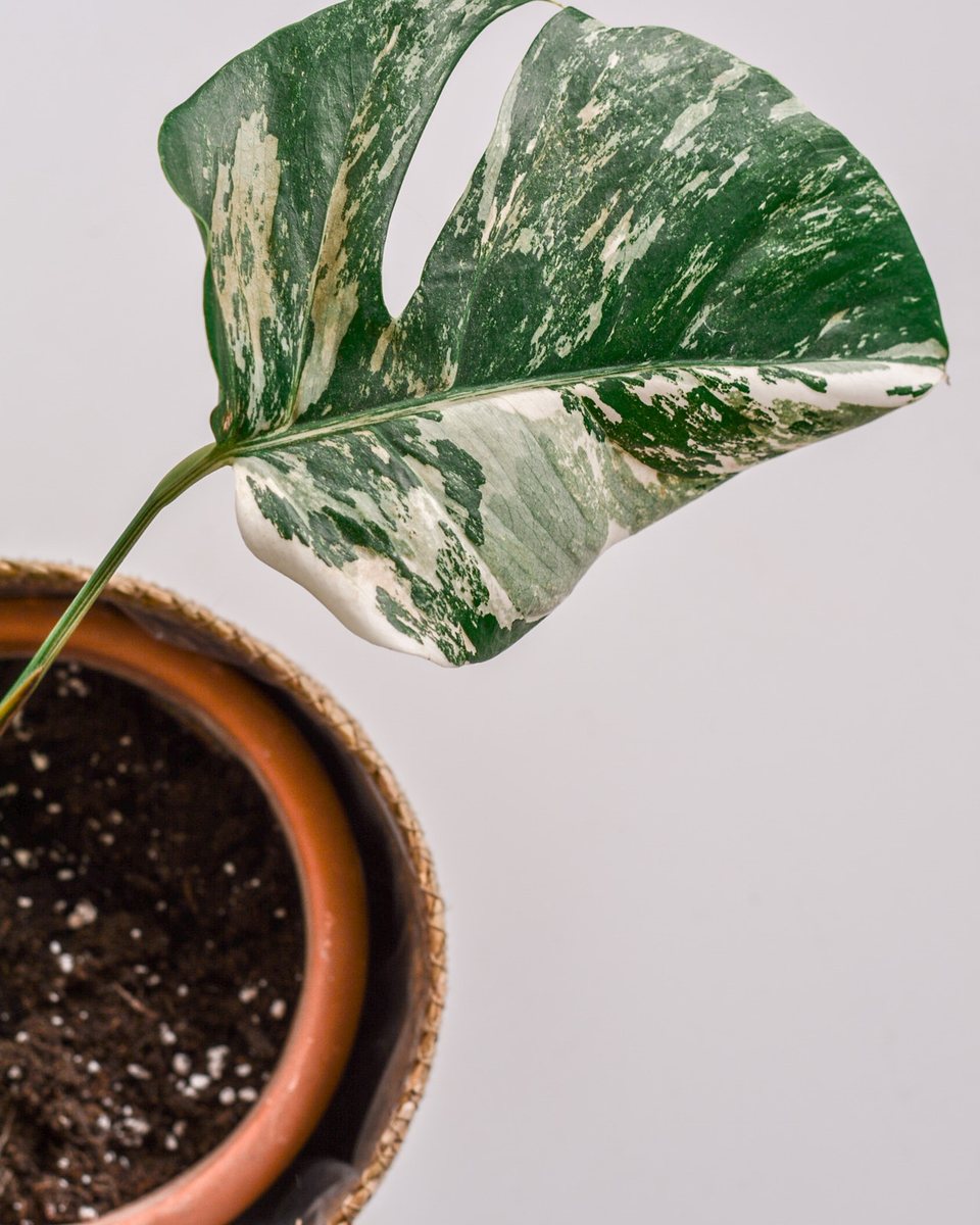 Monstera Deliciosa Albo Variegata