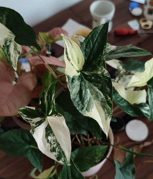 Syngonium Albo Variegata (Variegated Arrow-Head Vine)