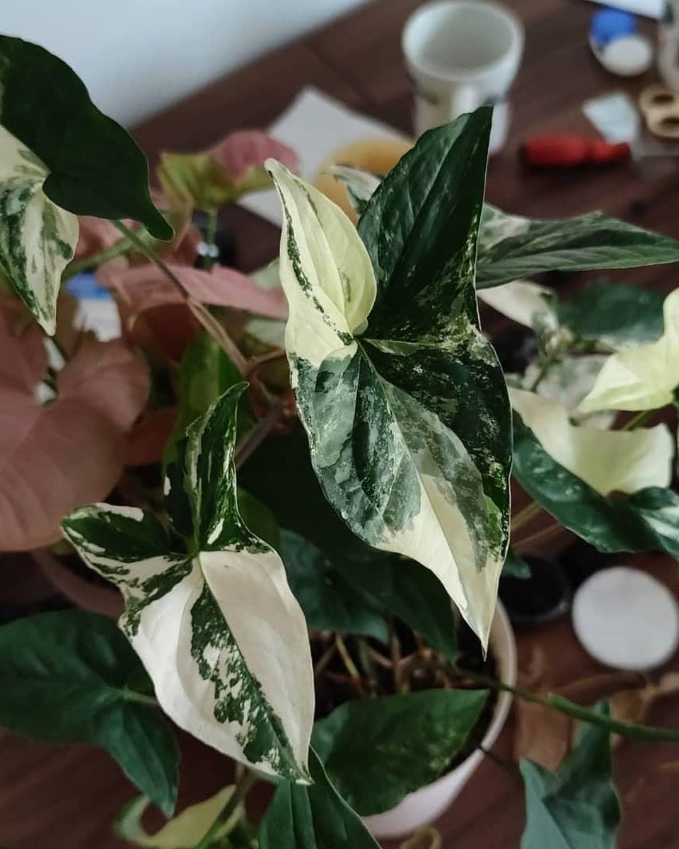 Syngonium Albo Variegata (Variegated Arrow-Head Vine)