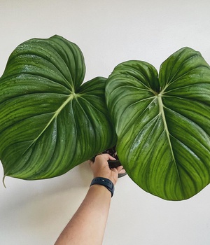 Philodendron McDowell