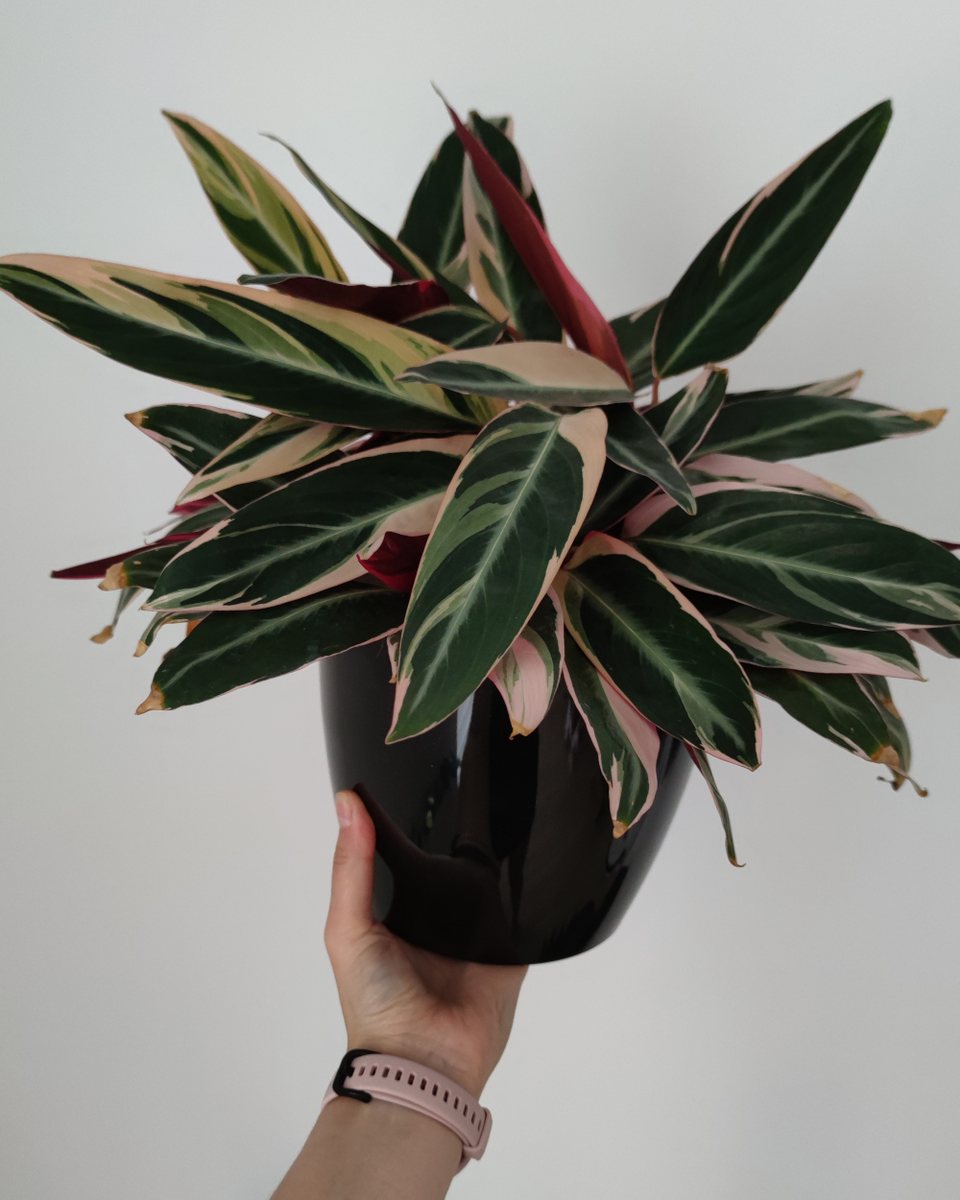 Stromanthe Triostar (Sanguinea Tricolor)