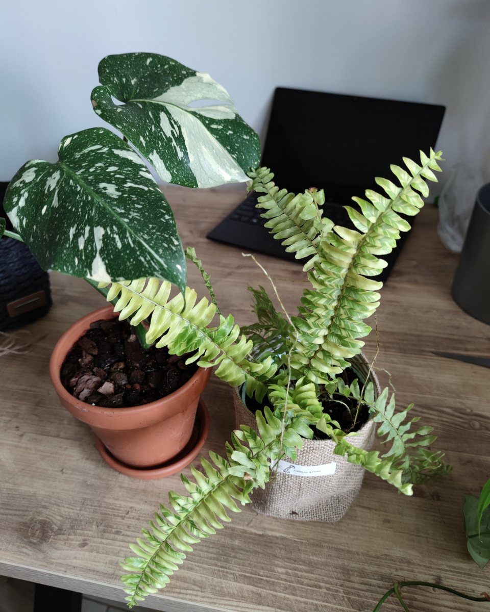 Variegated Boston Tiger Ferns (Nephrolepis Exaltata)