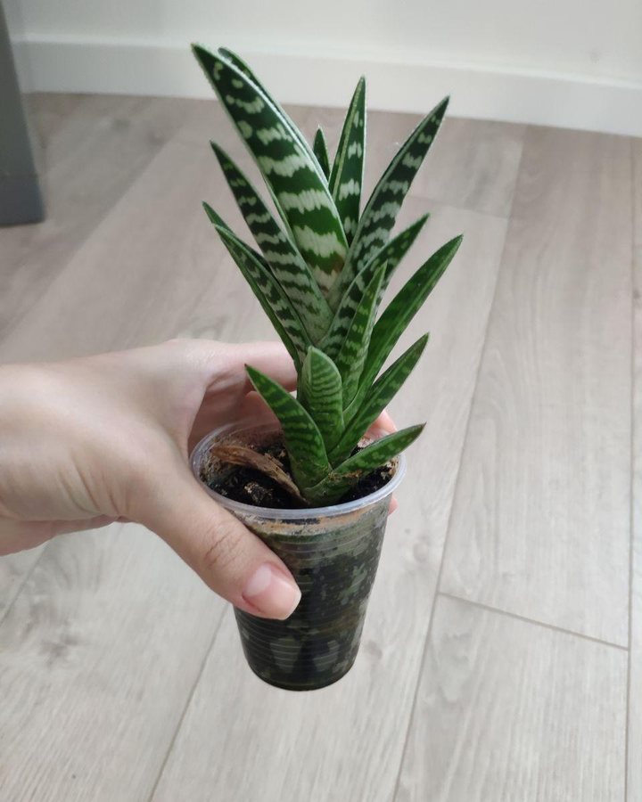 Low-Light Plant Shelf System