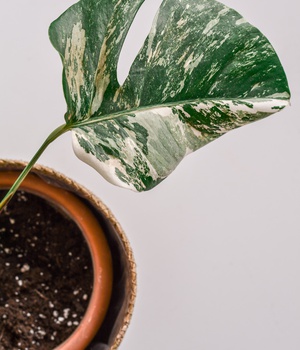 Monstera Deliciosa Albo Variegata