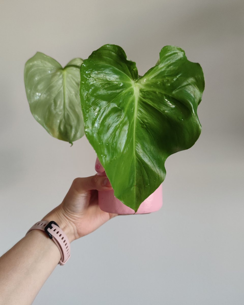 Philodendron Pastazanum
