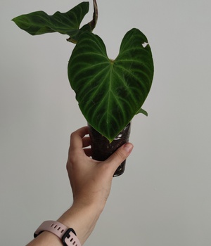 Philodendron Verrucosum