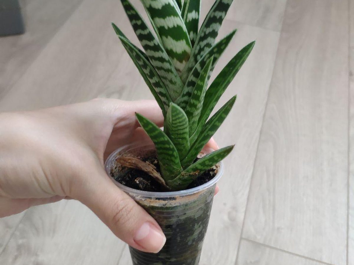 Indoor Plant Corner System
