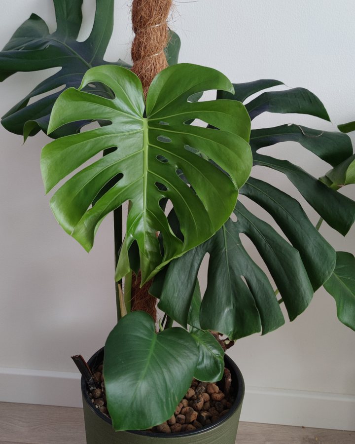 Monstera Deliciosa (Swiss cheese plant)
