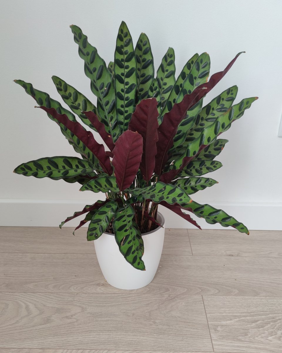 Calathea Lancifolia (Rattlesnake)