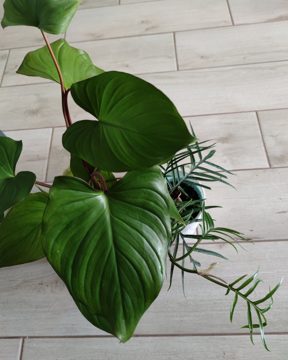 Homalomena Maggie