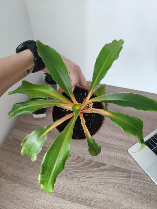 POWERS TO FLOWERS - CHLOROPHYTUM, CLOROFITO AMANIENSE, vaso 13cm, pianta vera - Powers to flowers - piante e fiori