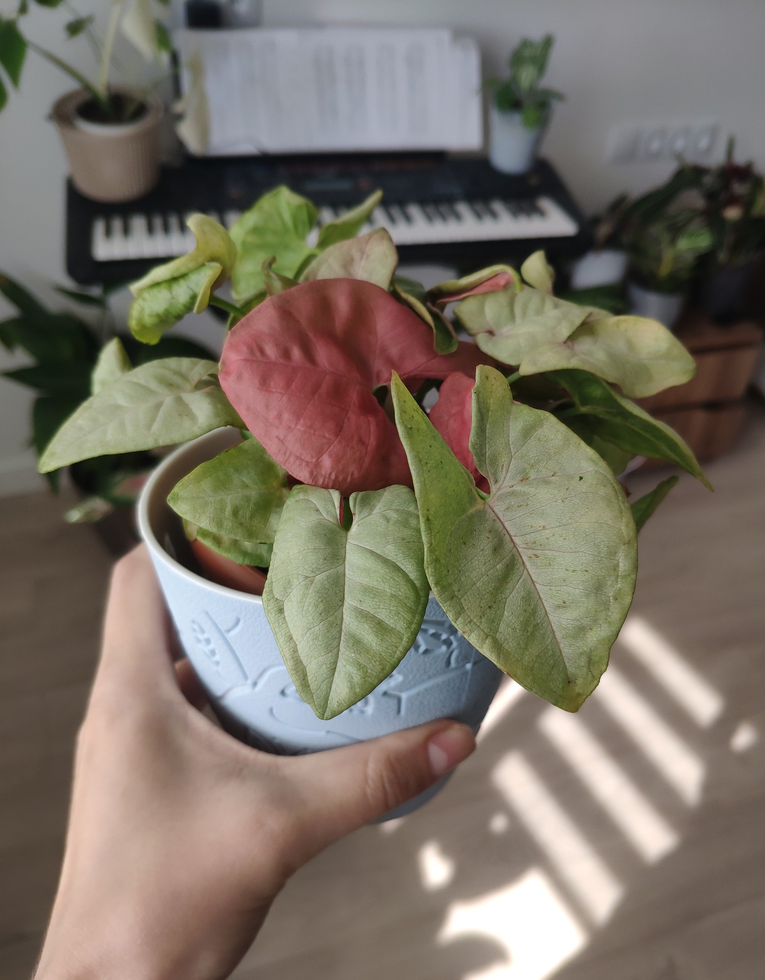 how to care for a syngonium neon pink