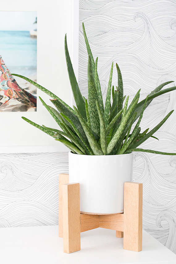 The aloe succulent that gets big fast