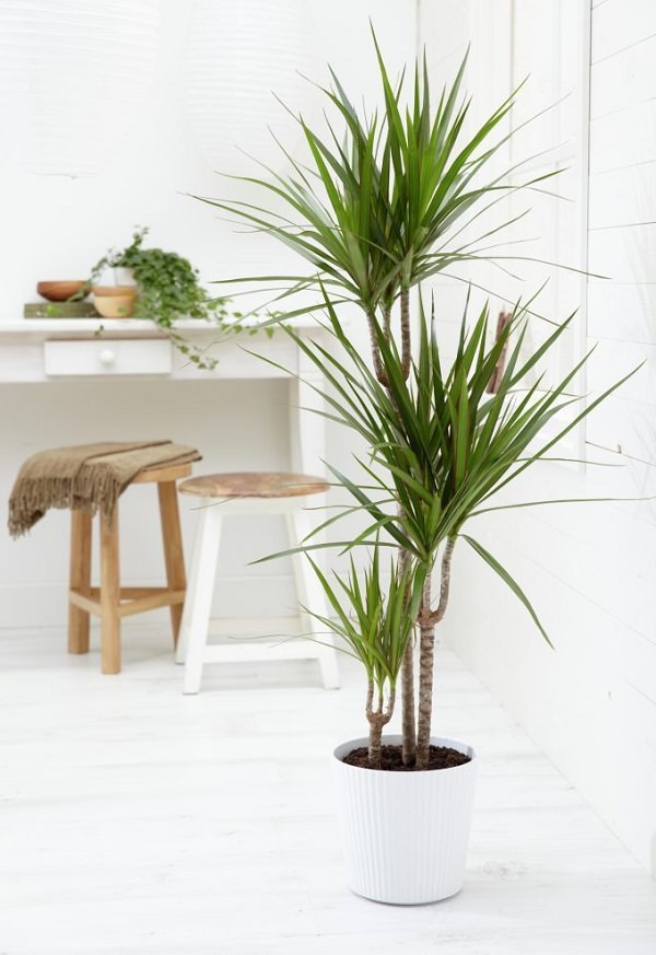 Dracena