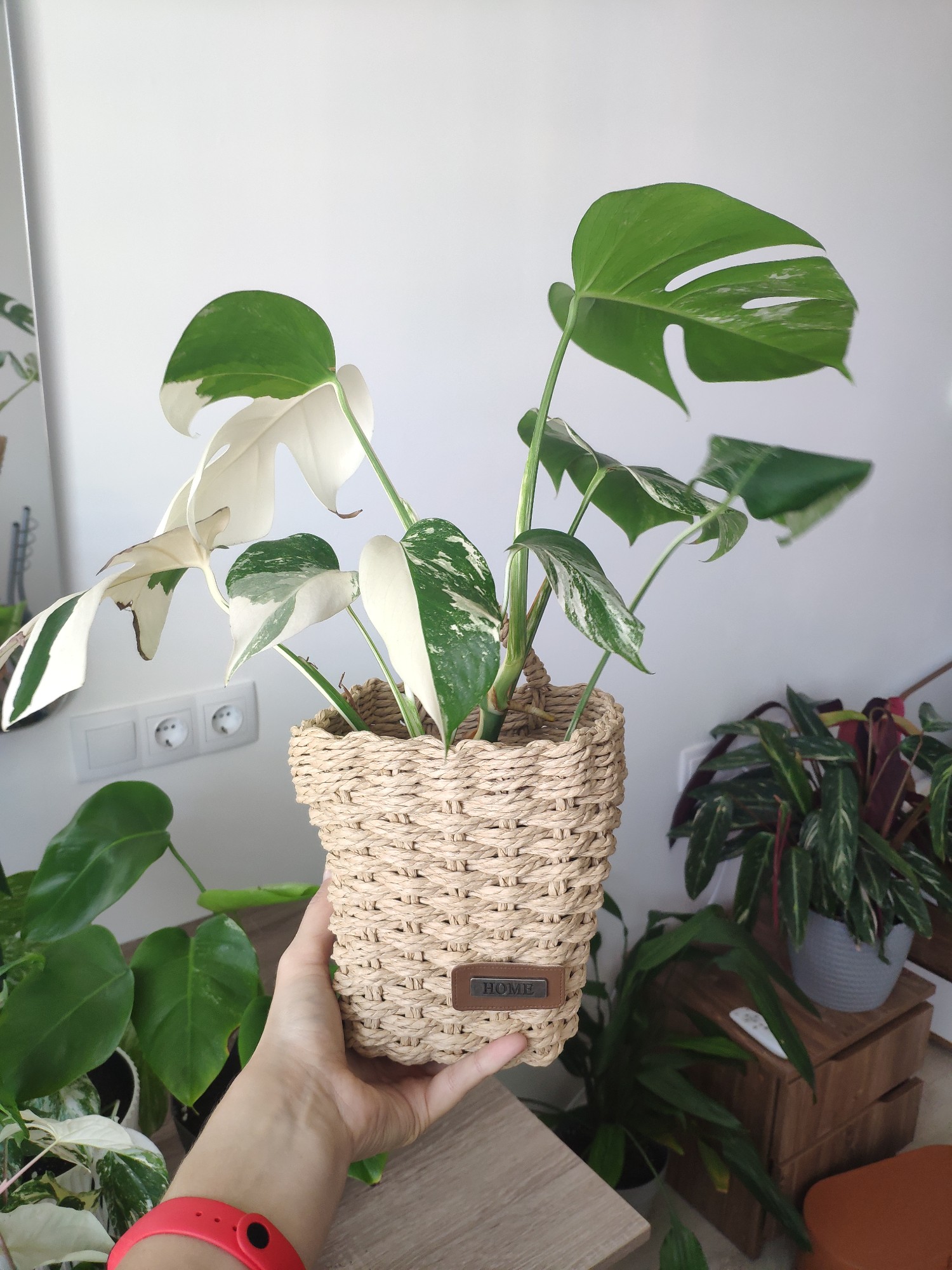 My lovely Monstera Variegata Albo in an amazing pot