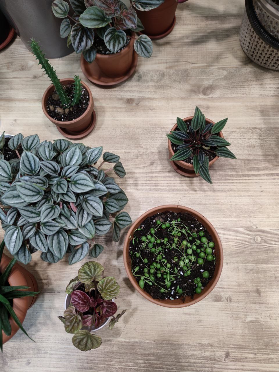 /media/content/2/peperomia-napoli-night-succulent-collection.jpg