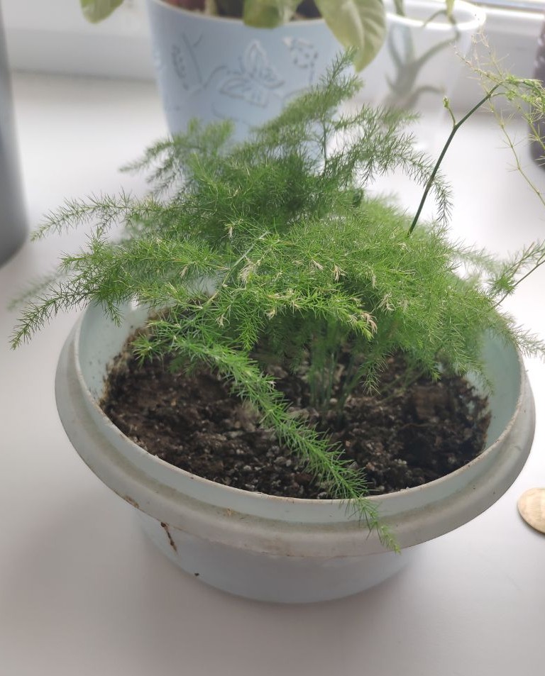 Asparagus Fern a kid