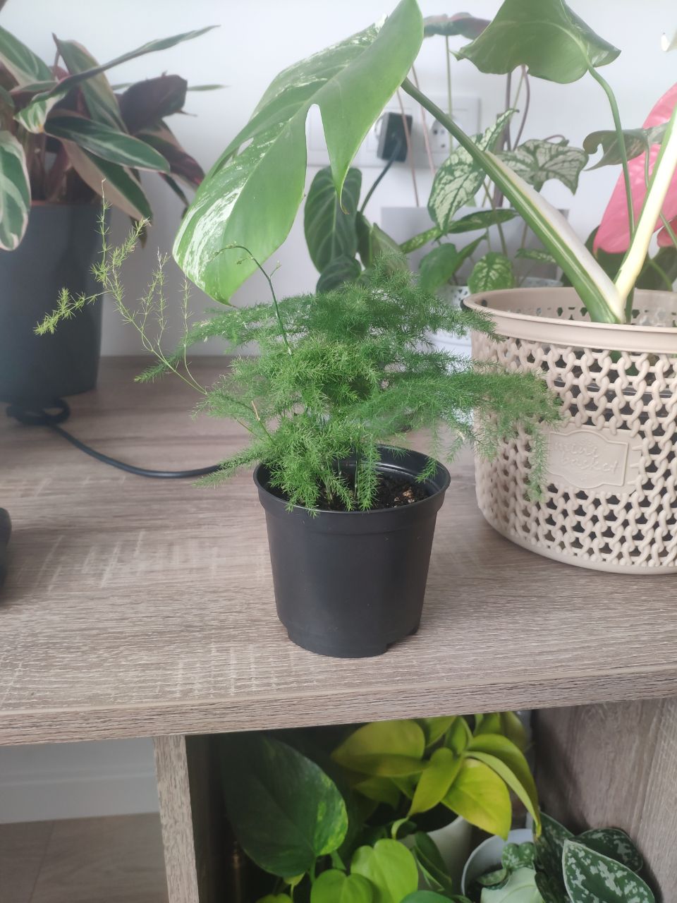 The cute little fern sits in the new home