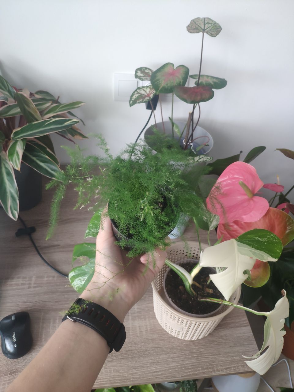 Cute little asparagus fern with a caladium and stromanthe triostar