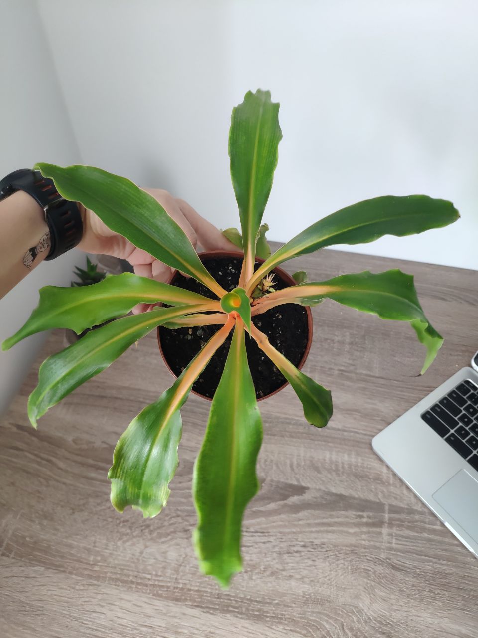 Spider Plant Chlorophytum Amaniense Green Orange The New Love new home