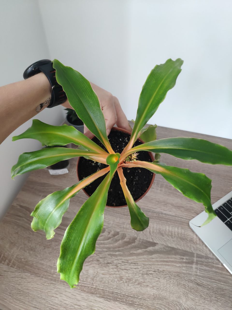 Spider Plant Chlorophytum Amaniense Green Orange healthy and happy