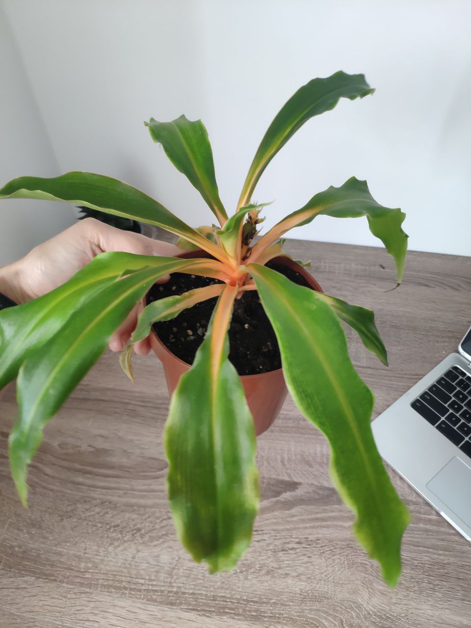 Green and Orange spider plant