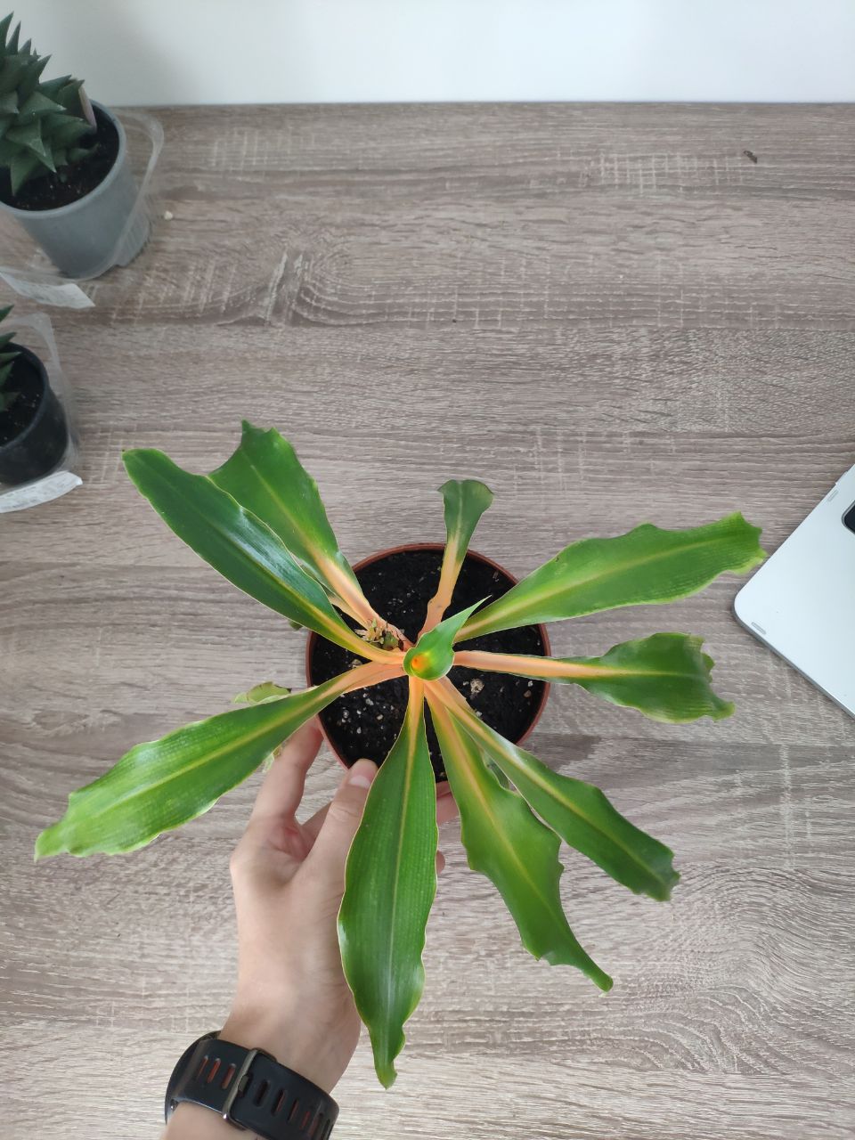 Spider Plant Chlorophytum Amaniense Green Orange does not need direct light