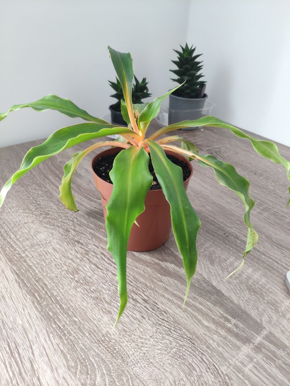 how to care for the Spider Plant Chlorophytum Amaniense Green Orange