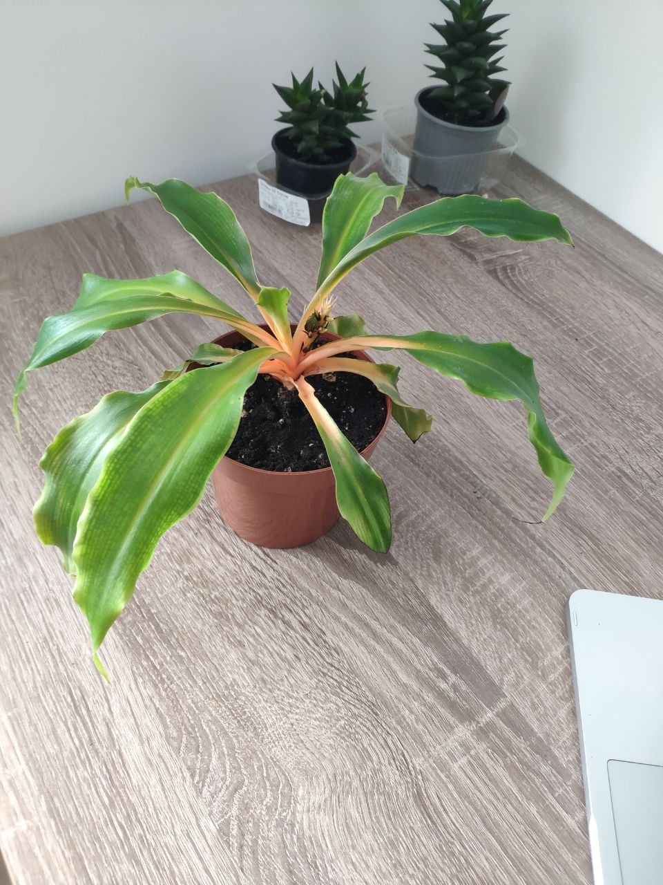 the Spider Plant Chlorophytum Amaniense Green Orange looks so much more beautiful in the new pot