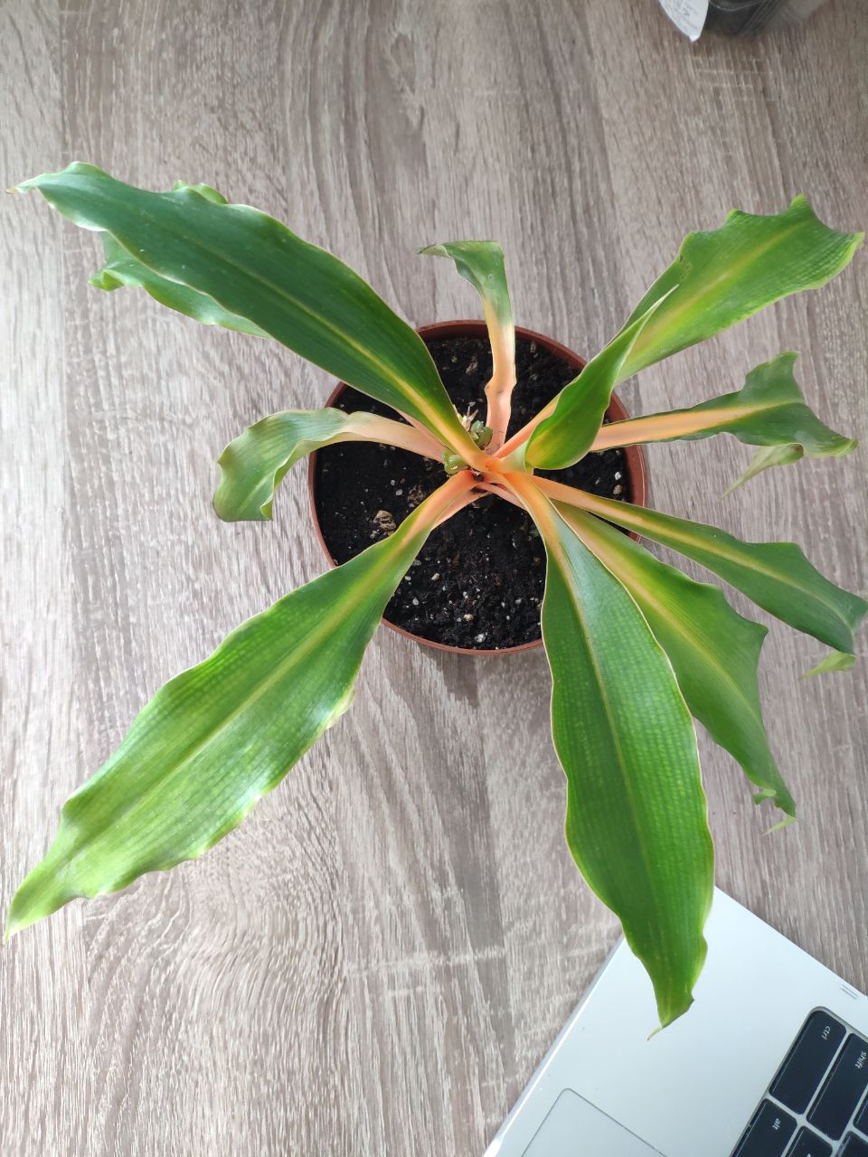 Spider Plant 'Green Orange' a plant for everyone