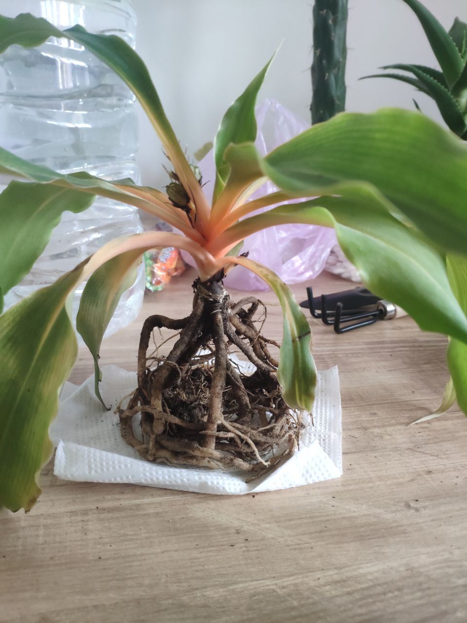 Repotting the Spider Plant Chlorophytum Amaniense Green Orange