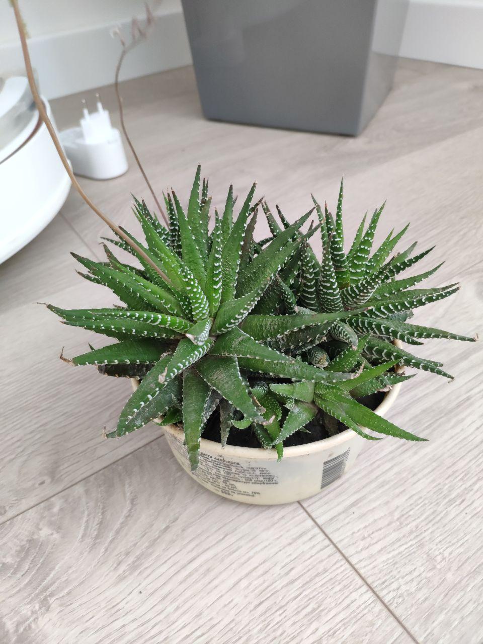 Mom haworthia asks for repotting