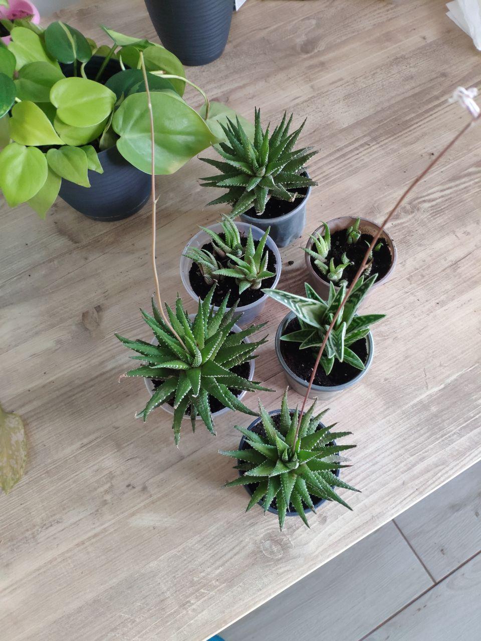 My first time repotting gonialoe and haworthia