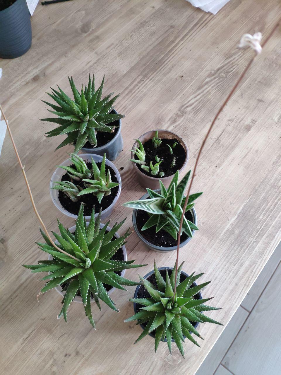 babies succulents