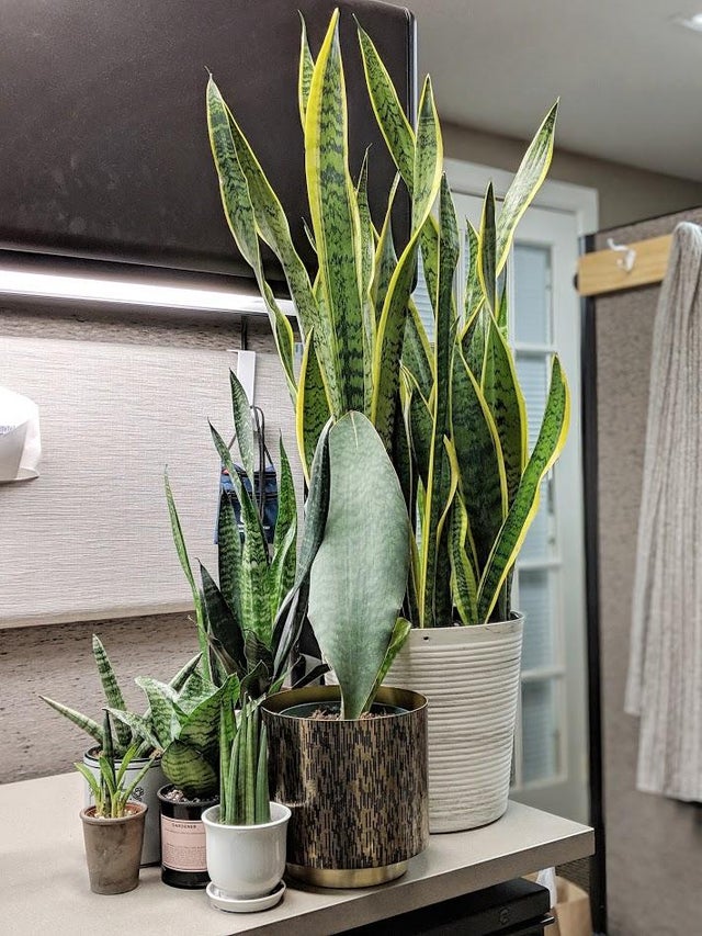 Snake plant family. The plant that doesn't asks for much