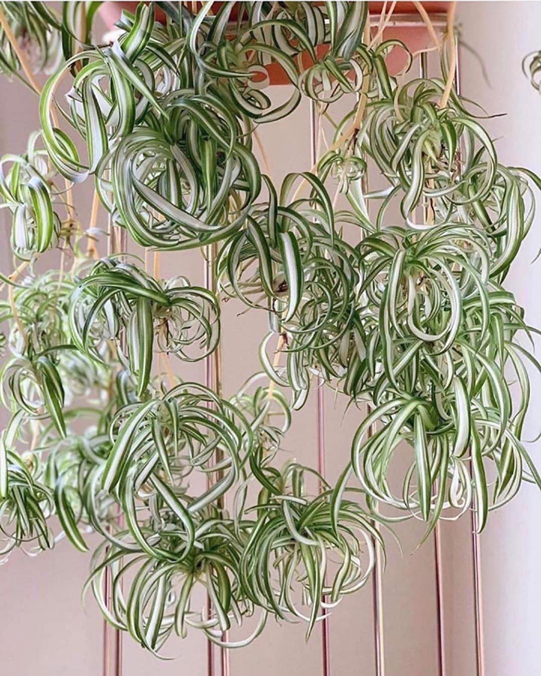 The spider plant grows fast and will give you lots of kids