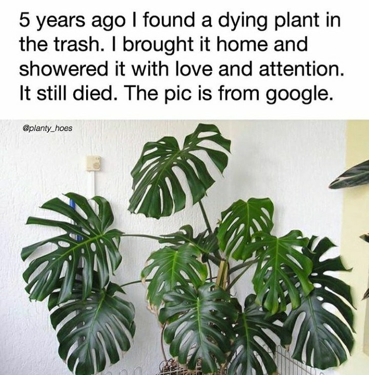 /media/content/2/the-pic-is-from-google-monstera-meme.jpeg