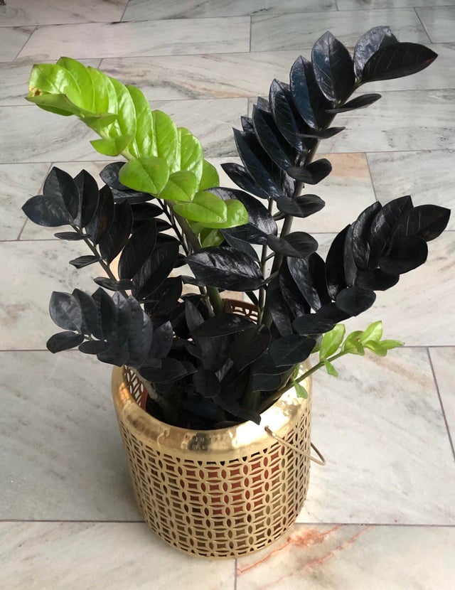 Raven ZZ plant with black foliage the beauty of dark
