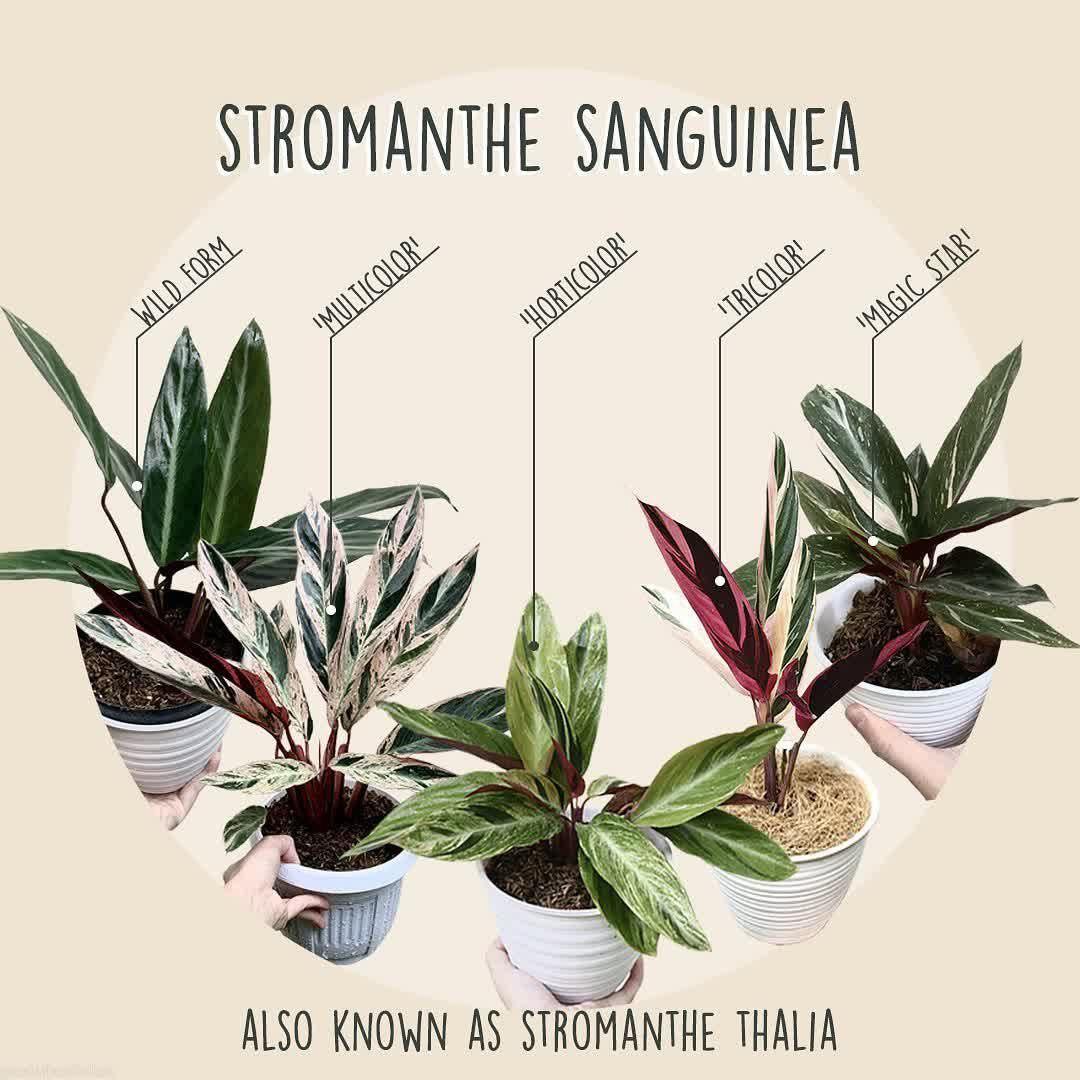 Stromanthe varieties