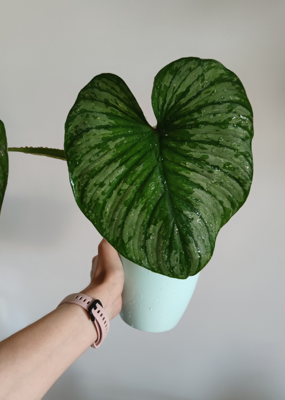 Philodendron Mamei