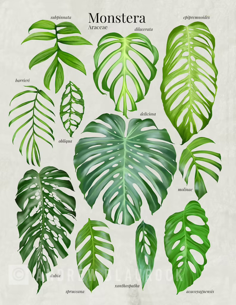 monstera-varieties-dubia-obliqua-deliciosa-and-others
